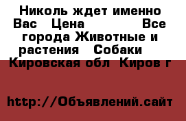 Николь ждет именно Вас › Цена ­ 25 000 - Все города Животные и растения » Собаки   . Кировская обл.,Киров г.